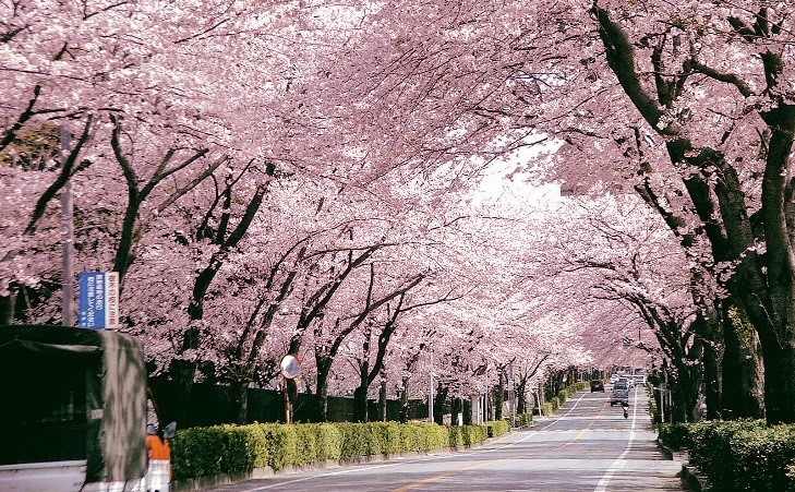 【松戸】まもなく開花！歩いて楽しめる桜スポット