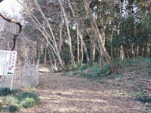 県道東側北端部は、現在は市民団体「沼南かたくりの会」によって野草保護地になっています。ここから香取神社までが高柳城の東側の領域と推測されます。