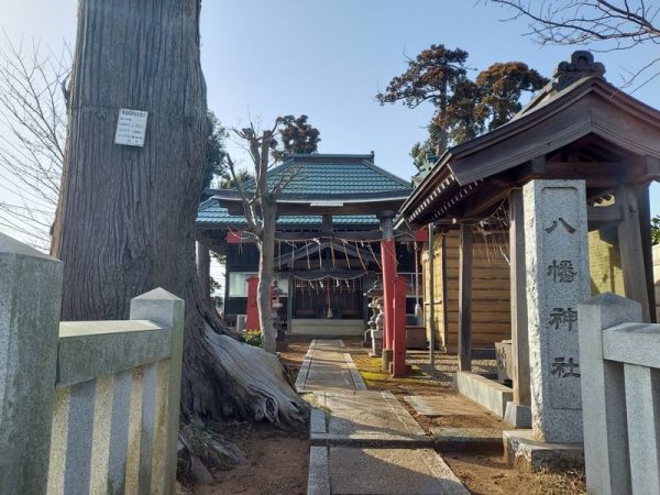藤心八幡神社。鳥居脇の大木が見事です。（写真のフレームに収まりません！）