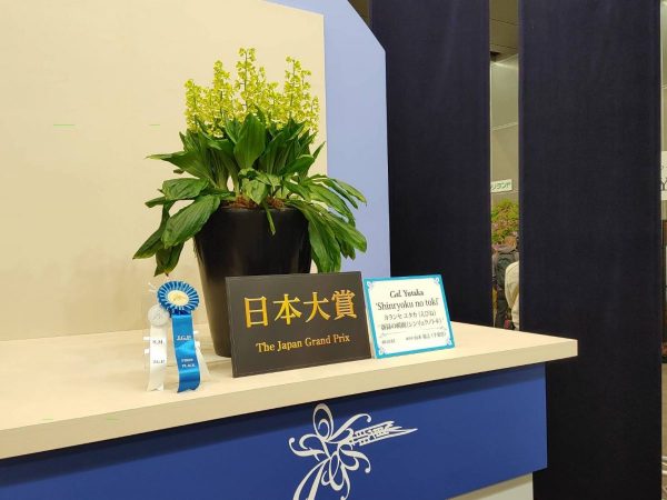 蘭の花株を審査する部門の日本大賞受賞作品