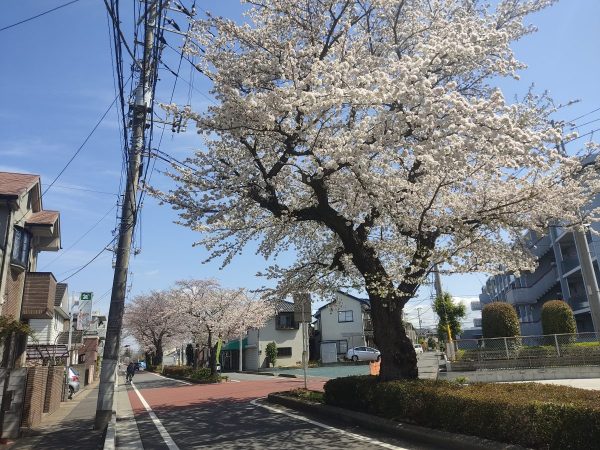 お店を訪れた3月の終わりは、お店の前の桜並木がとっても綺麗でした。