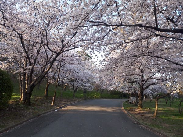４月上旬は、桜満開でした！