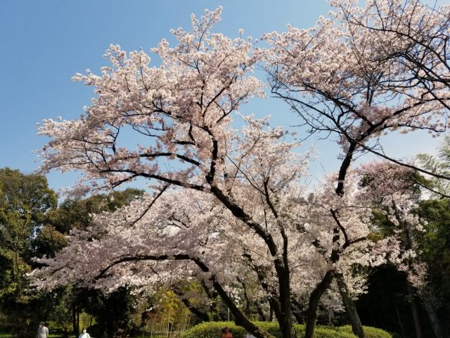 【豊中】服部緑地の桜が満開です！手ぶらでBBQも楽しめる♪
