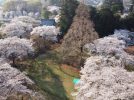 【野田】日本さくら名所100選！清水公園の桜を早く見て！