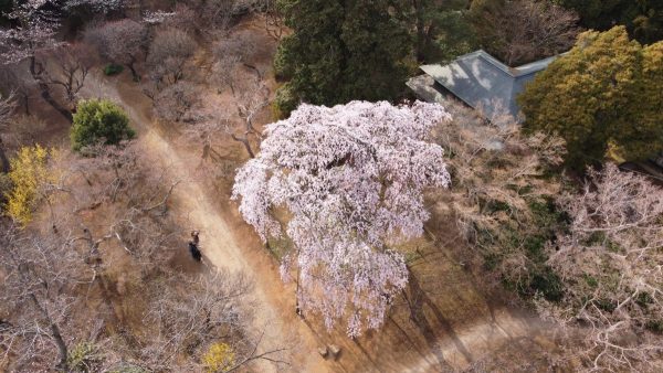 第一公園広場の枝垂れ桜