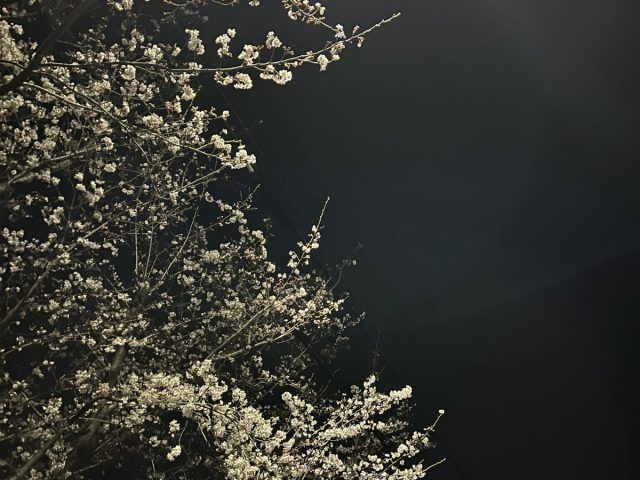 【箕面】来年はぜひ！散歩で通りたい箕面の隠れお花見スポット②