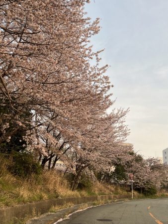 桜を見ていれば坂なんてあっという間！