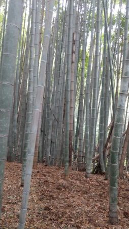 小川農園さんの立派な竹林　～この大きさで4年程だそうです～