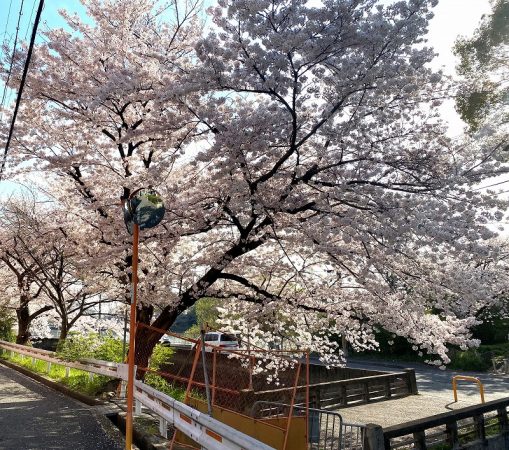 豊中 高川沿いの桜もいかがですか 緑地公園駅に向かう途中の桜並木 まちっと北摂