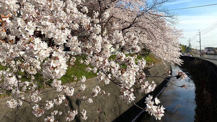 【豊中】高川沿いの桜もいかがですか？緑地公園駅に向かう途中の桜並木