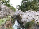 【豊中】今日行こう、お花見へ！オススメは天竺川沿いの桜×松！