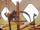【吹田】ニフレルの特別企画「ＷＡＯ！ワオキツネザル」の先行体験イベントでワオキツネザルとマダガスカルの魅力に触れる！