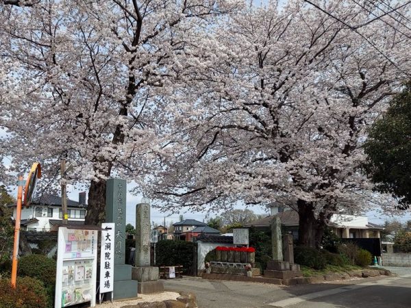 岩城さんたちの寺コンが開催された日、大洞院の桜は美しく咲き誇っていました。