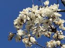 【柏】満開の白木蓮（ハクモクレン）を見ながら、プチお花見！
