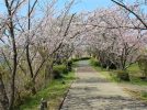 【我孫子】2022年ラストの花見は、手賀沼遊歩道の桜トンネルへ