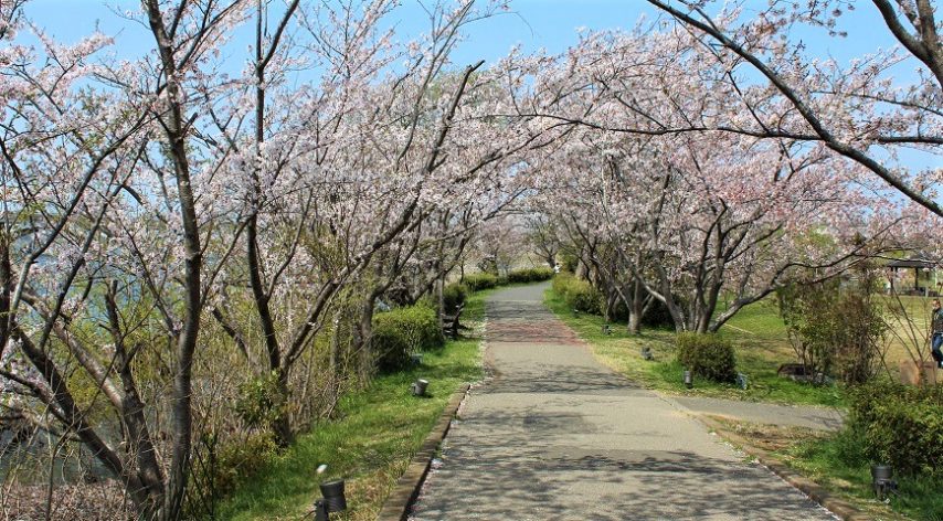 我孫子 22年ラストの花見は 手賀沼遊歩道の桜トンネルへ まちっと柏