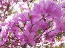 【豊中】4月17日まで期間限定公開！宮山つつじ園に華麗に咲く「コバノミツバツツジ」