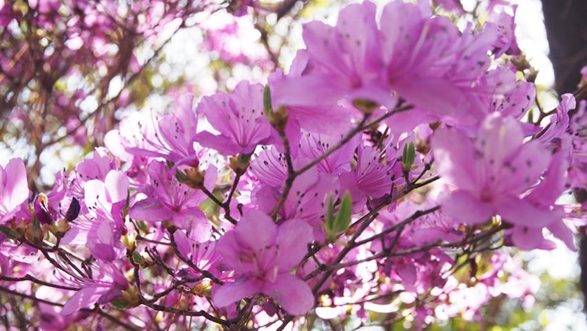 【豊中】4月17日まで期間限定公開！宮山つつじ園に華麗に咲く「コバノミツバツツジ」