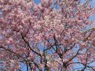 【箕面】勝尾寺に咲く雅なしだれ桜が満開！