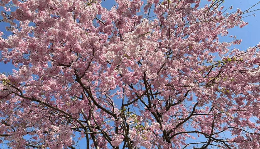 【箕面】勝尾寺に咲く雅なしだれ桜が満開！