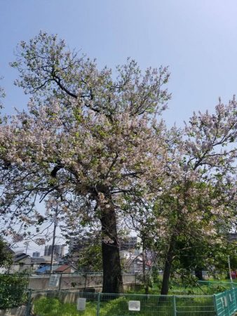 これは、4月下旬の様子、立派なキリの木です