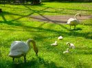【柏】北柏ふるさと公園　白鳥親子が人気🦢美しい薔薇🌹花小鳥４周年🐤☕