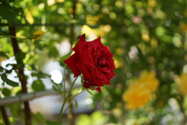 薔薇に近づいて、お気に入りのお花を撮るのもおすすめです！