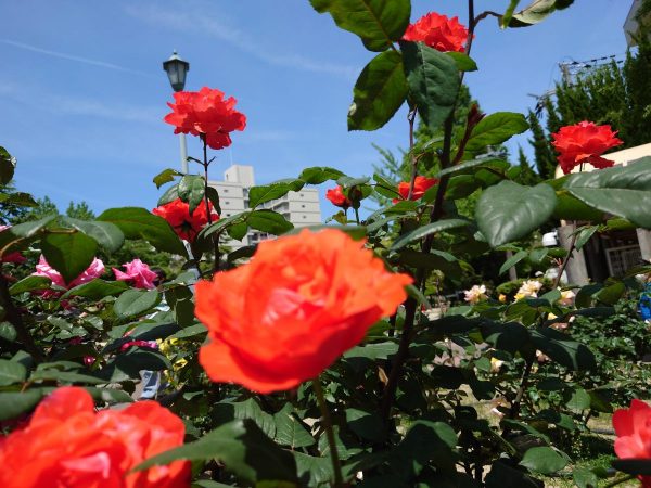 ちょうどバラの季節。広場奥の「平和のバラ園」はとっても素敵なバラの香り！