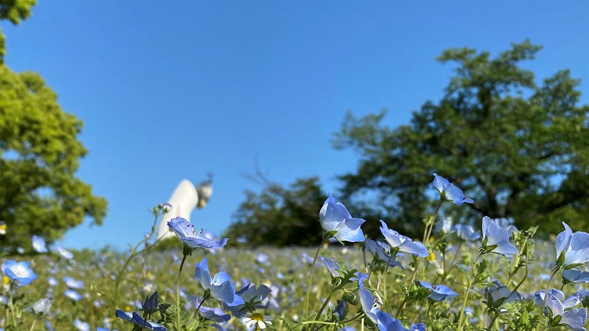 【吹田】万博記念公園にネモフィラが咲いていた！知ってた？