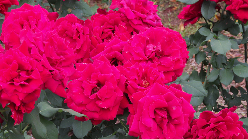 【豊中】豊島公園のバラ園に行った帰りに「花坂」で可愛いお花を購入♪