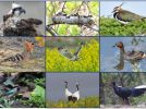 【柏】我孫子野鳥を守る会創立50周年記念　野鳥写真展『素晴らしい野鳥の世界』