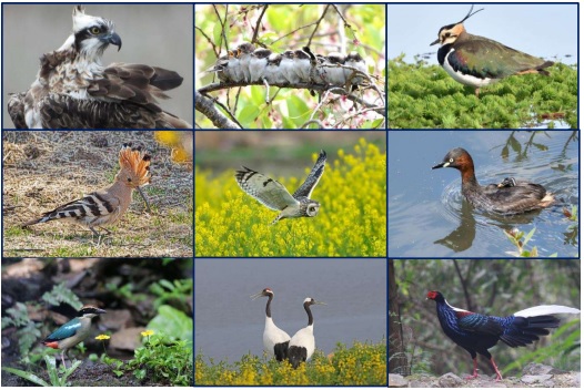 【柏】我孫子野鳥を守る会創立50周年記念　野鳥写真展『素晴らしい野鳥の世界』