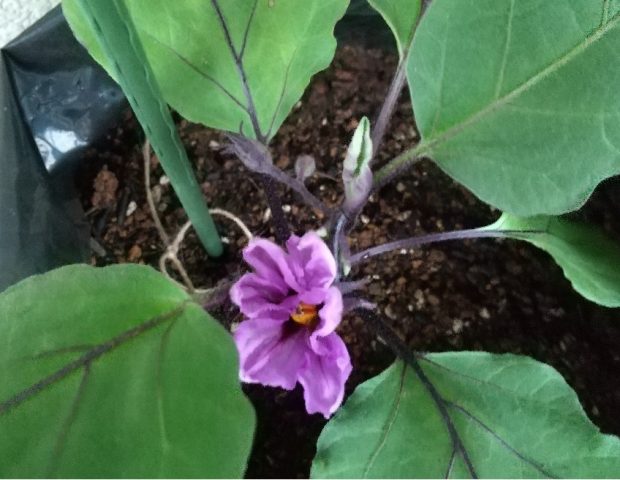柏 プランターいらず ベランダで気軽に始める野菜栽培 まちっと柏