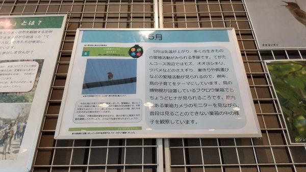 1階には、「てがたん」の案内、レポート、「手賀沼の鳥類調査結果」、「鳥のアルバム」が掲示されています