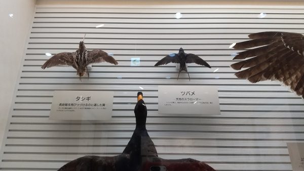 我孫子 日本では珍しい鳥専門の博物館 我孫子市 鳥の博物館 へ行こう まちっと柏