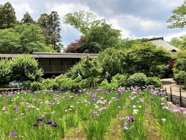 松戸 流山 本土寺からちょっとだけ足を延ばして 秘密の花園へ まちっと柏