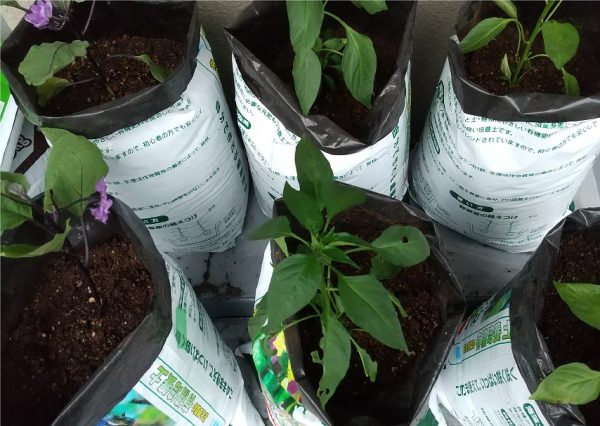 柏 プランターいらず ベランダで気軽に始める野菜栽培 まちっと柏 柏 プランターいらず ベランダで気軽に始める野菜栽培 まちっと柏