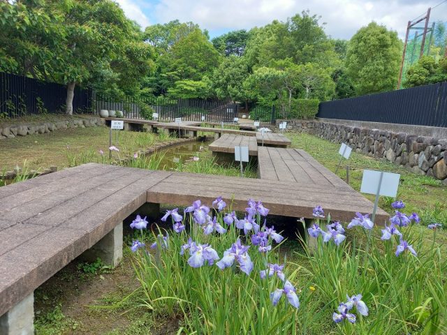 【豊中】花しょうぶ園がおすすめ！緑あふれる「赤坂上池公園」♪