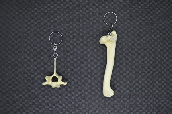 【提供：手作り科学館Exedra】キョンの骨のキーホルダー（左：背骨、右：脚の骨）
