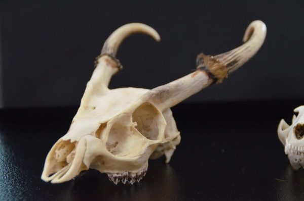 【提供：手作り科学館Exedra】キョンの頭骨の標本
