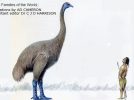 【我孫子】絶滅巨鳥”ジャイアントモア”って知ってる⁉　みんなの応援で鳥のまちに新たなシンボルを！