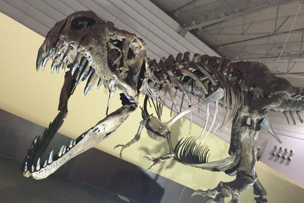 古代生物恐竜ツアー
