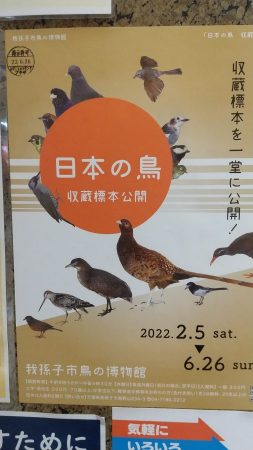 日本の鳥　収蔵標本を一同に公開