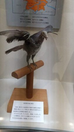 始祖鳥の復元展示　～本物の鳥の羽根を使用して作ったもの～　翼を広げ口を開けてる様がとてもリアルです！