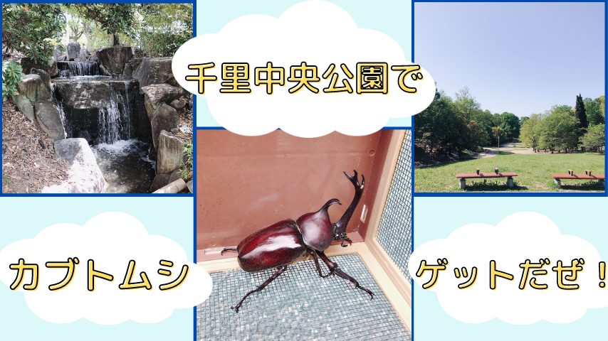【豊中】カブトムシを探せ！朝５時に『千里中央公園』で虫捕りをしたら大変なことになった！