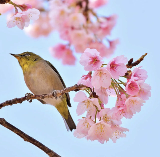 【柏】野鳥の宝庫　手賀沼でバードウォッチング