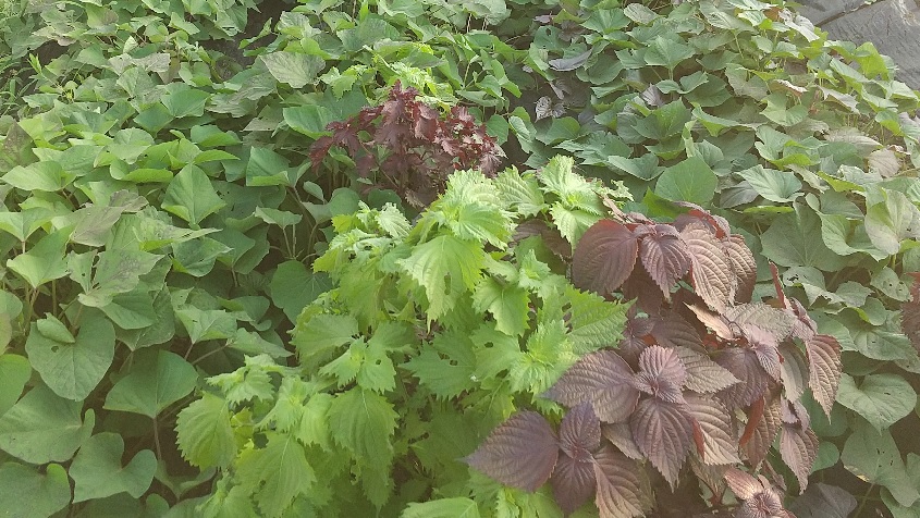 柏 家庭菜園2年目 シソが豊作なのでシソ三昧 梅干しも作ったヨ お勧めの保存方法 まちっと柏