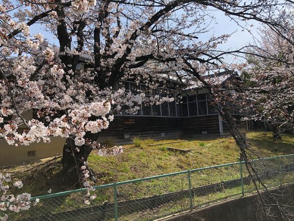 春には校舎の裏手に満開の桜が。。とてもきれいです