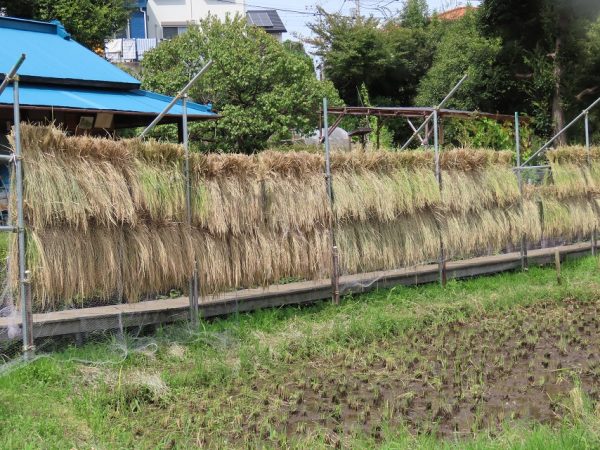 9月中旬　稲が収穫された後の田、ハゼ掛けされた稲