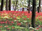 【松戸】ふらっと地元旅。鮮烈な赤！ 祖光院の彼岸花